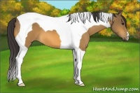 Horse Color:Buckskin Tobiano 