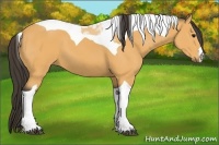 Horse Color:Buckskin Tobiano 