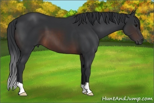 Horse Color: Brown 