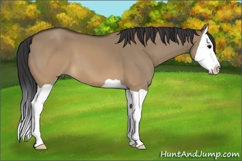 Horse Color:Brown Dun Splash 