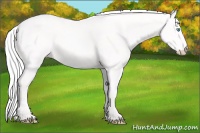 Horse Color:Silver Perlino 
