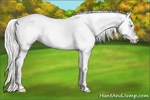 Horse Color: Cremello Dun 