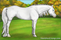 Horse Color:Cremello Dun 
