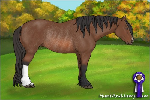 Horse Color: Bay Rabicano 