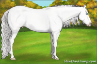 Horse Color:Cremello Dun Frame 