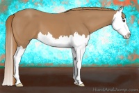 Horse Color:Chestnut Splash 
