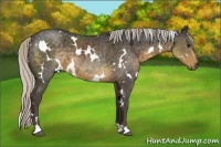 Horse Color:White Spotted Silver Smoky Blue Roan 