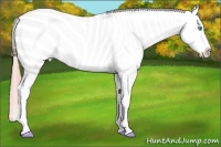 Horse Color:Watercolor Perlino Appaloosa 