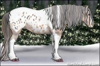 Horse Color:Plaid  Bay Splash Tobiano Appaloosa 