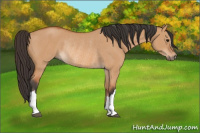 Horse Color:Bay Dun Rabicano 