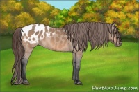 Horse Color:Bay Dun Appaloosa 