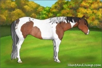 Horse Color:Bay Tobiano Rabicano 