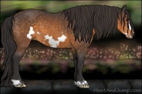 Horse Color:Buckskin Frame 