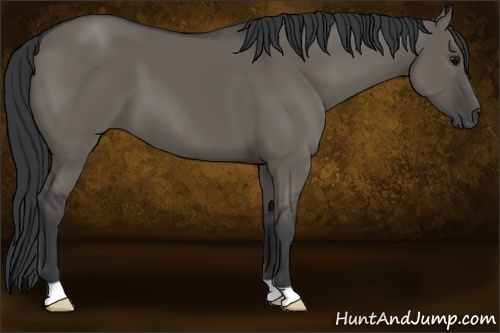 Horse Color:Grullo 