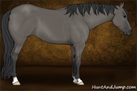 Horse Color:Grullo