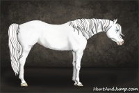 Horse Color:Cremello Dun