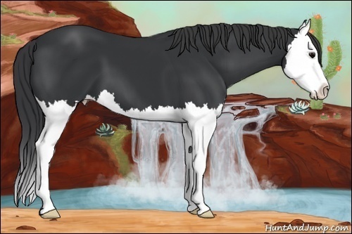 Horse Color: Black Splash 