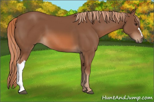 Horse Color: Unknown 