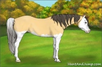 Horse Color:Buckskin Splash 