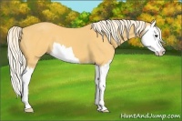 Horse Color:Palomino Splash 