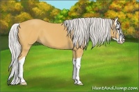 Horse Color:Silver Buckskin Splash