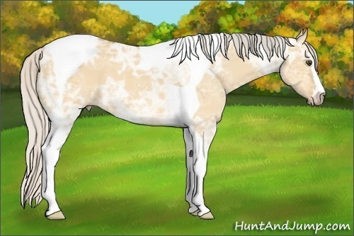 Horse Color: Silver Buckskin Ice Dun Sabino Tobiano 