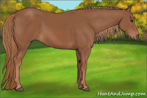 Horse Color: Chestnut 