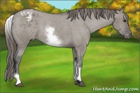 Horse Color:White Spotted Grullo Blanket Rabicano 
