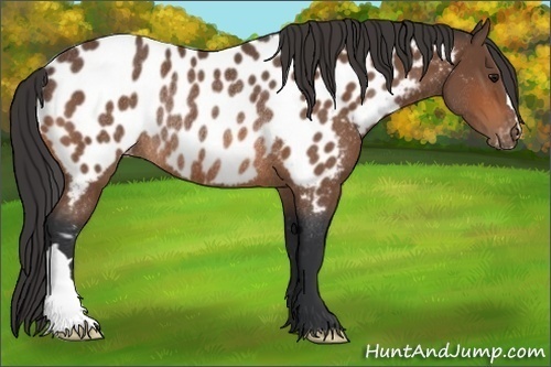 Horse Color: Bay Near Leopard Rabicano 