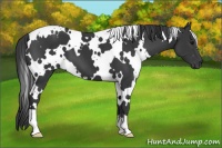 Horse Color:White Spotted Black 