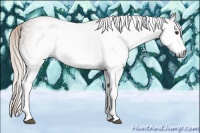 Horse Color:Gray White Spotted Silver Bay 