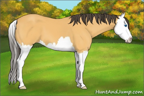 Horse Color: Buckskin Splash 