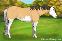 Horse Color:Buckskin Splash 