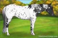 Horse Color:White Spotted Black Appaloosa 