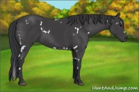 Horse Color:White Spotted Black 