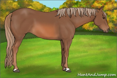Horse Color: Unknown 
