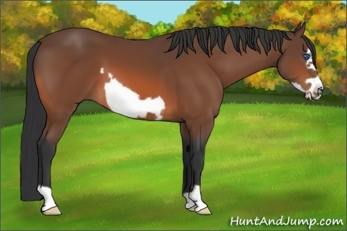 Horse Color:Bay Frame 