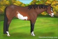 Horse Color:Bay Frame 