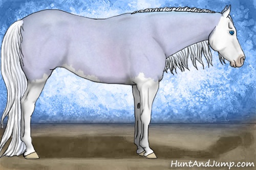 Horse Color: Watercolor Silver Buckskin Roan Splash 