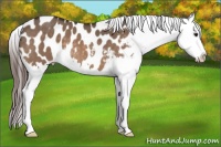 Horse Color:Brown Dun Splash Appaloosa 
