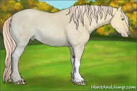 Horse Color:Gold Champagne Ice Dun 