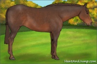 Horse Color:Liver Chestnut 