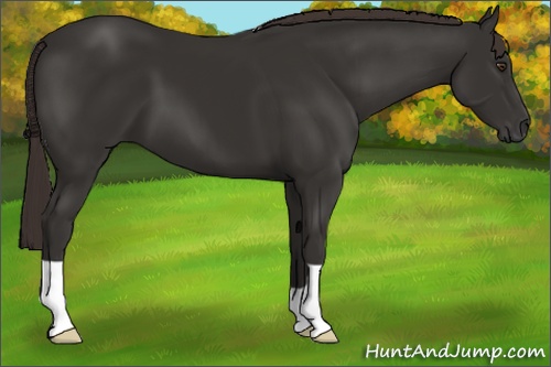 Horse Color: Liver Chestnut 