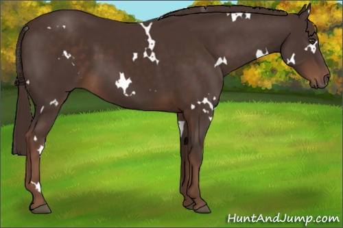 Horse Color: White Spotted Liver Chestnut 