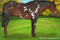 Horse Color:White Spotted Liver Chestnut 