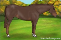 Horse Color:Liver Chestnut 