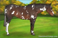 Horse Color:White Spotted Liver Chestnut 