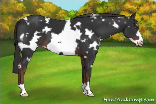 Horse Color: White Spotted Liver Chestnut Frame 