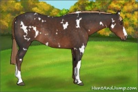 Horse Color:White Spotted Liver Chestnut Rabicano 