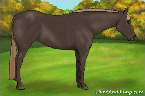 Horse Color: Liver Chestnut 